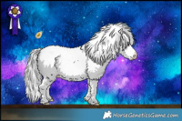 Horse Color:White Spotted Brown Chinchilla Appaloosa 