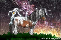 Horse Color:White Spotted Bay Appaloosa 