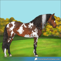 Horse Color:White Spotted Bay 
