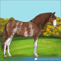 Horse Color:White Spotted Chestnut 