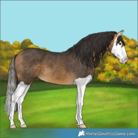Horse Color:Buckskin Splash 
