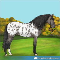 Horse Color:Grullo Appaloosa 