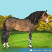 Horse Color:Buckskin Sabino 