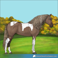 Horse Color:Liver Red Dun Tobiano