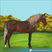 Horse Color:Liver Chestnut 