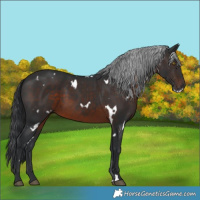 Horse Color:White Spotted Brown 