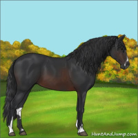 Horse Color:Brown Sabino 