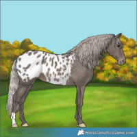 Horse Color:Silver Black Appaloosa