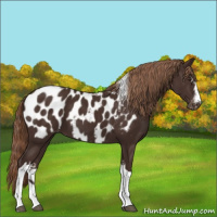 Horse Color:White Spotted Liver Chestnut Tobiano Appaloosa 