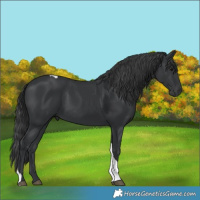 Horse Color:Black Tobiano 