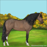 Horse Color:Bay Dun 