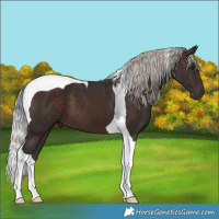 Horse Color:Silver Brown Tobiano 
