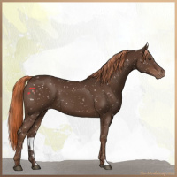Horse Color:Liver Chestnut Appaloosa 