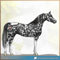 Horse Color:Black Tobiano Appaloosa 