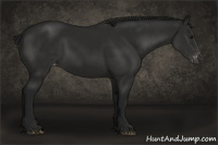 Horse Color:Gray Black Appaloosa 