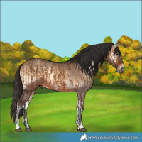 Horse Color:Bay Dun and Liver Red Dun Onyx