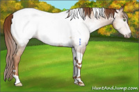 Horse Color:Gray Gold Champagne Tobiano Appaloosa Rabicano 