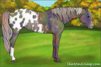 Horse Color:Nacre Silver Black Appaloosa Rabicano 