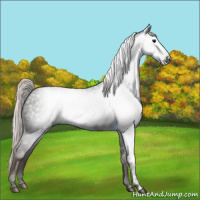 Horse Color:Gray Silver Smoky Black Appaloosa Rabicano 