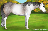 Horse Color:Gray Buckskin Sabino Splash 