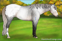 Horse Color:Gray Silver Smoky Black Appaloosa Rabicano 