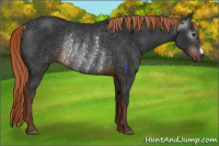 Horse Color:Gray Liver Chestnut Rabicano 