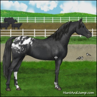 Horse Color:Black Appaloosa 