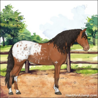 Horse Color:Bay Appaloosa Rabicano 