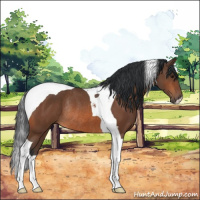 Horse Color:Bay Tobiano Rabicano 