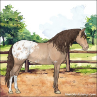 Horse Color:Amber Champagne Appaloosa Rabicano 