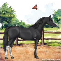 Horse Color:Black 