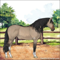 Horse Color:Brown Dun 