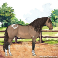 Horse Color:Bay Dun Appaloosa 