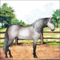 Horse Color:Gray Bay Rabicano 