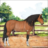 Horse Color:Bay Rabicano 