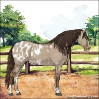 Horse Color:Liver Red Dun Sabino Appaloosa 