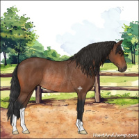 Horse Color:Bay Rabicano 