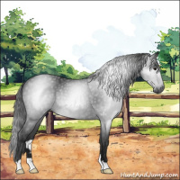 Horse Color:Gray Black Rabicano 