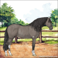 Horse Color:Grullo Varnish Rabicano 
