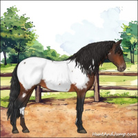 Horse Color:Brown Appaloosa 