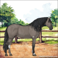 Horse Color:Grullo 