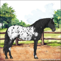 Horse Color:Black Appaloosa Rabicano 