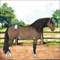 Horse Color:Brown Dun Appaloosa 