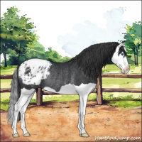 Horse Color:Black Splash Appaloosa Rabicano 