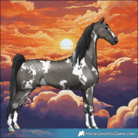 Horse Color:White Spotted Grullo