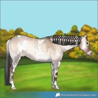 Horse Color:White Spotted Liver Red Dun Onyx 