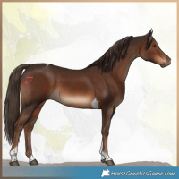 Horse Color:Liver Chestnut Tobiano 