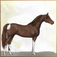 Horse Color:Liver Chestnut Tobiano 