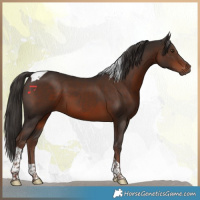 Horse Color:Liver Chestnut Tobiano 