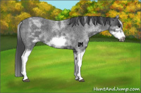 Horse Color:White Spotted Blue Roan Splash Frame Appaloosa
